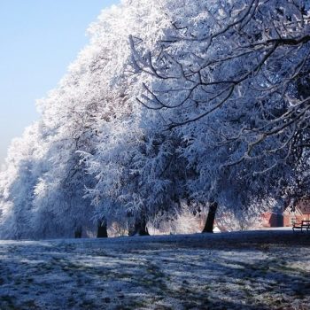 Winter trees