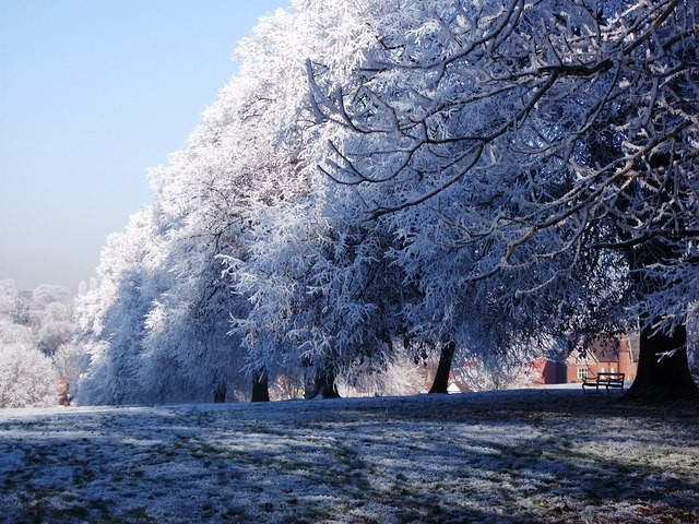 Winter trees