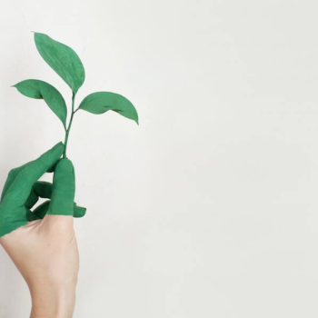 person holding a green sprout