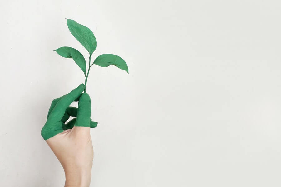 person holding a green sprout