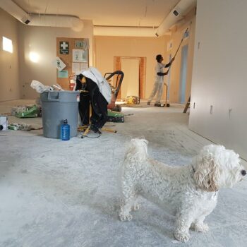 house renovation with dog