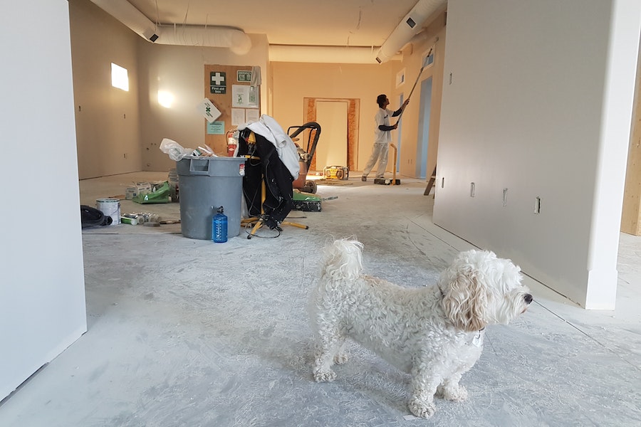 house renovation with dog